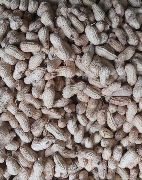 shelled-peanut